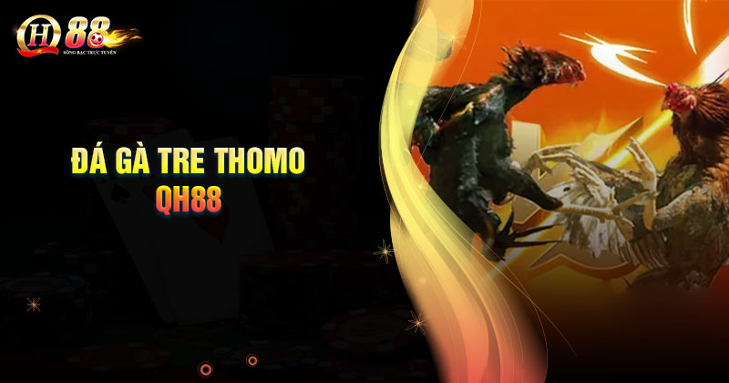 Giới thiệu về đá gà tre Thomo QH88